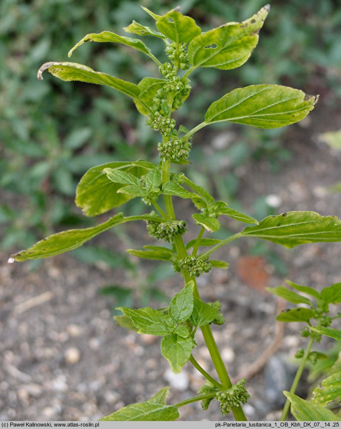 Parietaria lusitanica (parietaria portugalska)