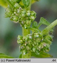 Parietaria lusitanica (parietaria portugalska)