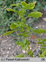 Parietaria lusitanica (parietaria portugalska)