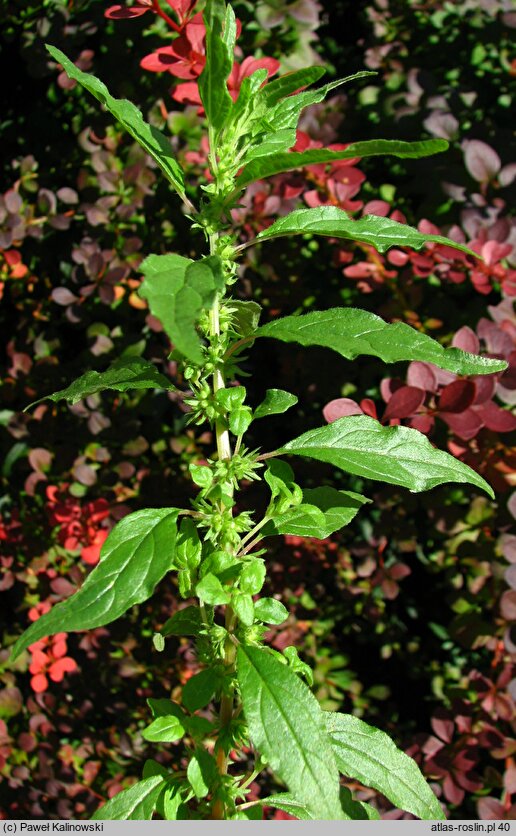 Parietaria pensylvanica (parietaria pensylwańska)