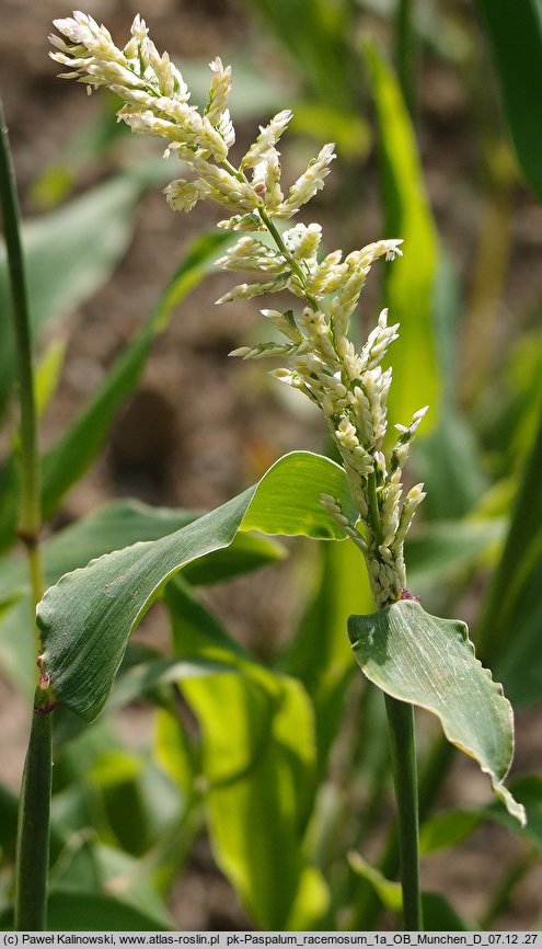 Paspalum racemosum (prosowiec groniasty)