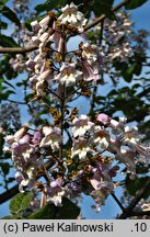 Paulownia tomentosa (paulownia cesarska)