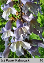 Paulownia tomentosa (paulownia cesarska)