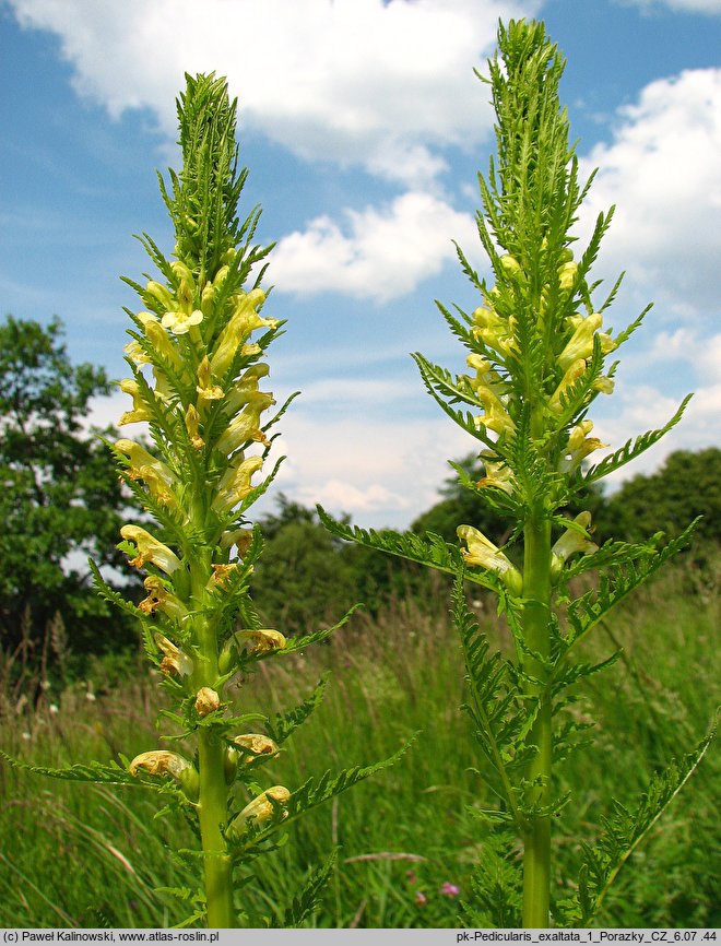 Pedicularis exaltata (gnidosz okazały)