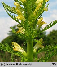 Pedicularis exaltata (gnidosz okazały)