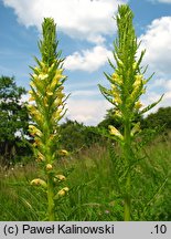 Pedicularis exaltata (gnidosz okazały)