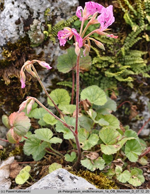 Pelargonium endlicherianum