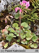 Pelargonium endlicherianum