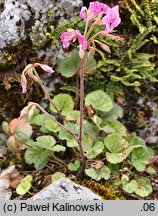 Pelargonium endlicherianum