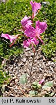 Pelargonium endlicherianum