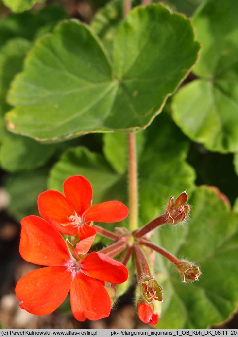 Pelargonium inquinans (pelargonia rybia)