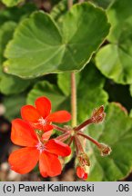 Pelargonium inquinans (pelargonia rybia)