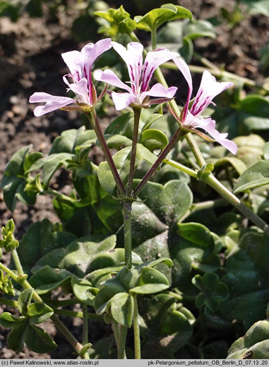 Pelargonium peltatum (pelargonia tarczowata)