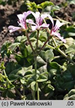 Pelargonium peltatum (pelargonia tarczowata)