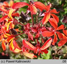 Pelargonium zonale (pelargonia pasiasta)