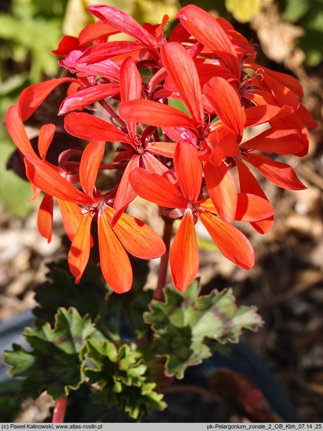 Pelargonium zonale (pelargonia pasiasta)