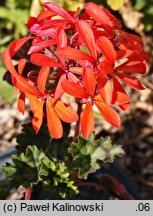 Pelargonium zonale (pelargonia pasiasta)