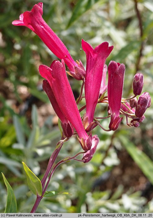 Penstemon hartwegii (penstemon Hartwega)