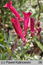 Penstemon hartwegii (penstemon Hartwega)