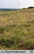 Peucedanum alsaticum (gorysz alzacki)