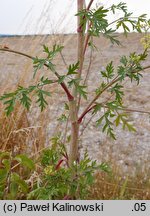 Peucedanum alsaticum (gorysz alzacki)