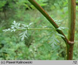 Peucedanum alsaticum (gorysz alzacki)