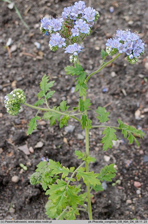 Phacelia congesta (facelia zwarta)