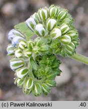 Phacelia congesta (facelia zwarta)