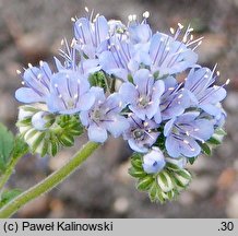 Phacelia congesta (facelia zwarta)