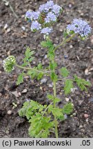 Phacelia congesta (facelia zwarta)