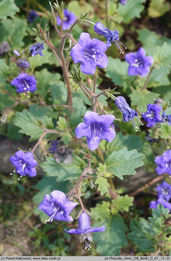 Phacelia minor (facelia mniejsza)