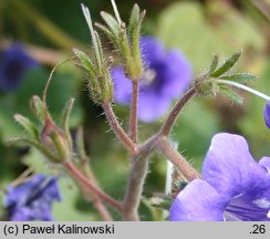 Phacelia minor (facelia mniejsza)