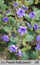 Phacelia minor (facelia mniejsza)