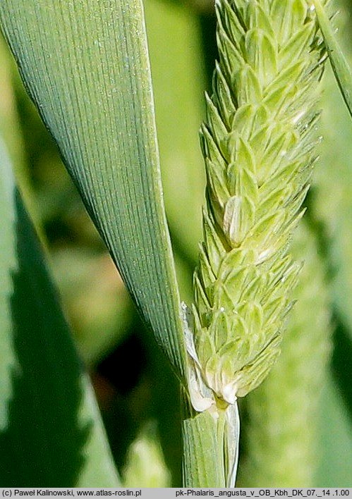 Phalaris angusta (mozga przewęzista)