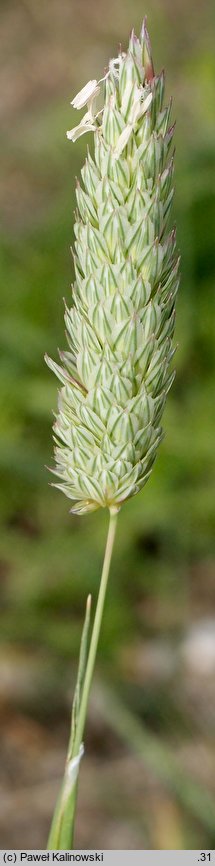 Phalaris coerulescens (mozga błękitnawa)