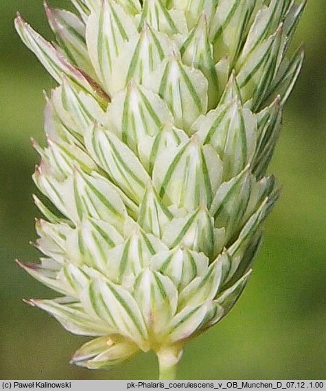 Phalaris coerulescens (mozga błękitnawa)