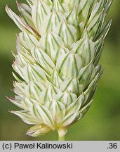 Phalaris coerulescens (mozga błękitnawa)