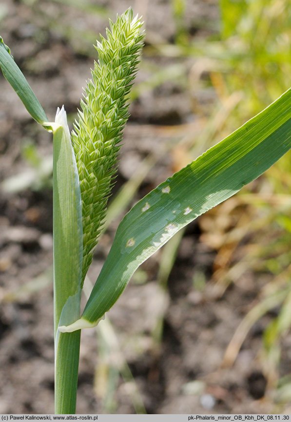 Phalaris minor (mozga drobna)