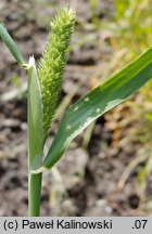 Phalaris minor (mozga drobna)