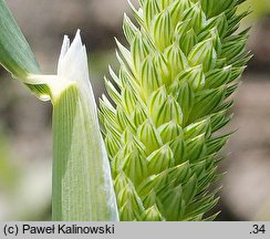 Phalaris minor (mozga drobna)