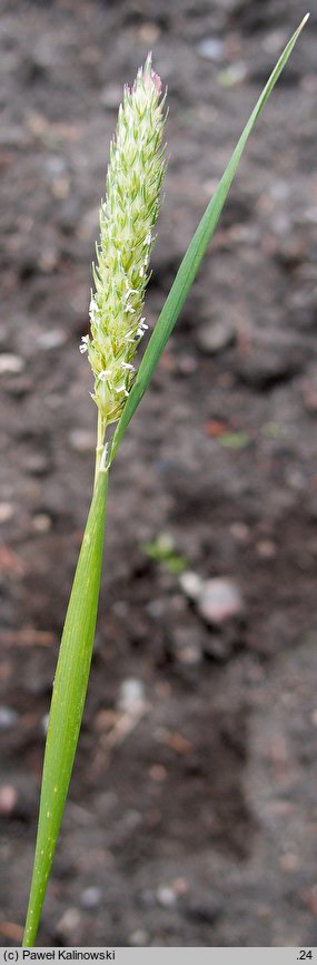 Phalaris paradoxa (mozga osobliwa)