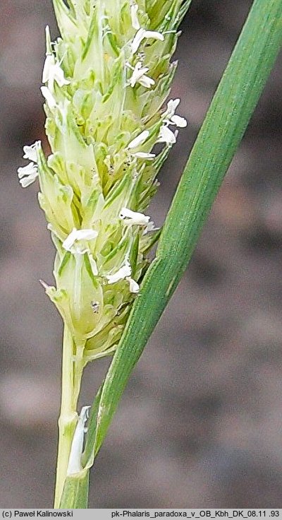 Phalaris paradoxa (mozga osobliwa)