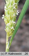 Phalaris paradoxa (mozga osobliwa)