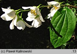 Philadelphus delavayi (jaśminowiec Delavaya)