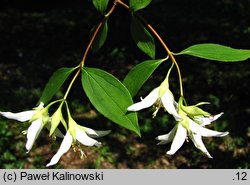 Philadelphus Falconeri