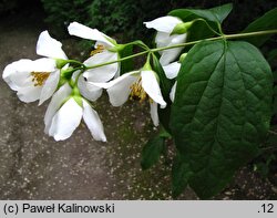 Philadelphus ×magnificus (jaśminowiec wspaniały)