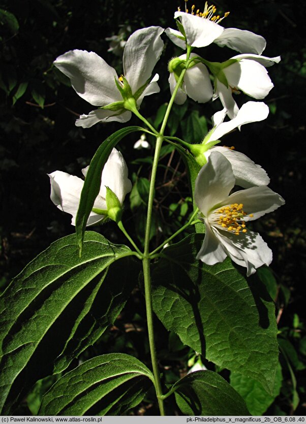 Philadelphus ×magnificus (jaśminowiec wspaniały)