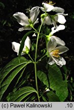 Philadelphus ×magnificus (jaśminowiec wspaniały)