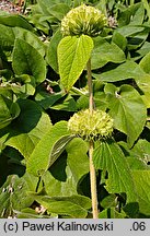 Phlomis russeliana (żeleźniak żółty)