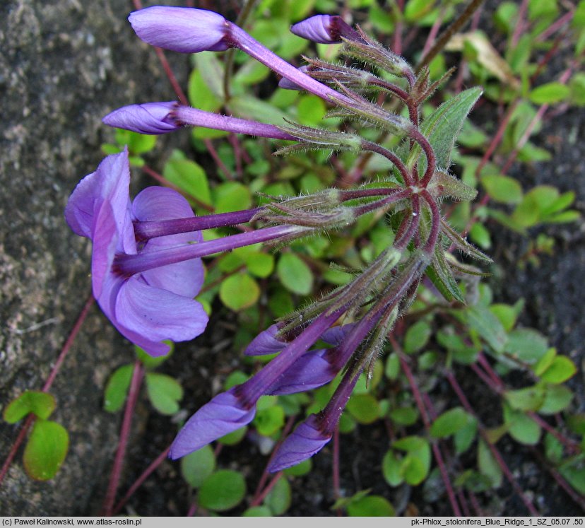 Phlox stolonifera Blue Ridge